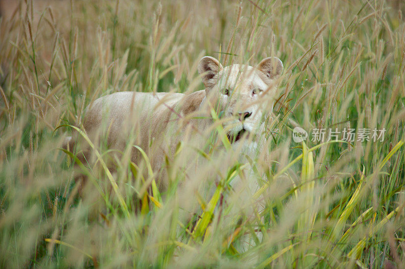 白狮子(Panthera leo)站在草地上